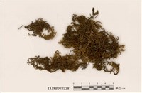 藏品(灰苔屬)的圖片